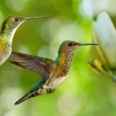 Кухонный фартук Фауна 006 МДФ матовый (3000) Fauna в Нефтекамске - neftekamsk.mebel24.online | фото
