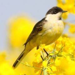 Кухонный фартук Фауна 011 МДФ матовый (3000) Fauna в Нефтекамске - neftekamsk.mebel24.online | фото