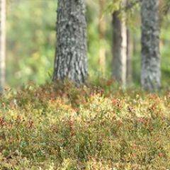 Кухонный фартук Фауна 023 МДФ матовый (3000) Fauna в Нефтекамске - neftekamsk.mebel24.online | фото