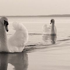 Кухонный фартук Фауна 029 МДФ матовый (3000) Fauna в Нефтекамске - neftekamsk.mebel24.online | фото