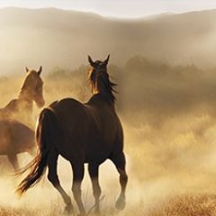 Кухонный фартук Фауна 032 МДФ матовый (3000) Fauna в Нефтекамске - neftekamsk.mebel24.online | фото