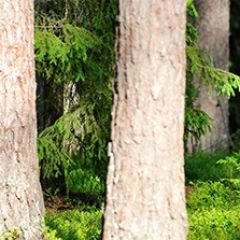 Кухонный фартук Фауна 033 МДФ матовый (3000) Fauna в Нефтекамске - neftekamsk.mebel24.online | фото