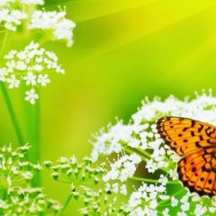 Кухонный фартук Фауна 036 МДФ матовый (3000) Fauna в Нефтекамске - neftekamsk.mebel24.online | фото