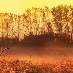 Кухонный фартук Фауна 037 МДФ матовый (3000) Fauna в Нефтекамске - neftekamsk.mebel24.online | фото
