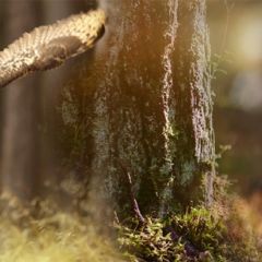 Кухонный фартук Фауна 038 МДФ матовый (3000) Fauna в Нефтекамске - neftekamsk.mebel24.online | фото