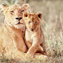 Кухонный фартук Фауна 042 МДФ матовый (3000) Fauna в Нефтекамске - neftekamsk.mebel24.online | фото