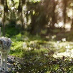 Кухонный фартук Фауна 046 МДФ матовый (3000) Fauna в Нефтекамске - neftekamsk.mebel24.online | фото