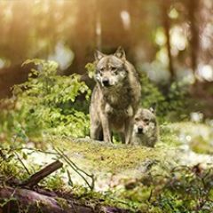 Кухонный фартук Фауна 047 МДФ матовый (3000) Fauna в Нефтекамске - neftekamsk.mebel24.online | фото