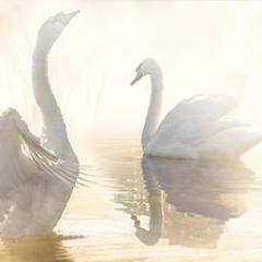 Кухонный фартук Фауна 048 МДФ матовый (3000) Fauna в Нефтекамске - neftekamsk.mebel24.online | фото