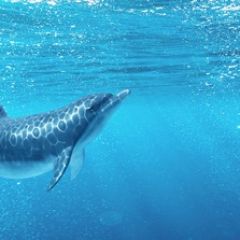 Кухонный фартук Фауна 053 Дельфины МДФ матовый (3000) Fauna в Нефтекамске - neftekamsk.mebel24.online | фото 2