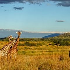 Кухонный фартук Фауна 061 МДФ матовый (3000) Fauna в Нефтекамске - neftekamsk.mebel24.online | фото