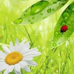 Кухонный фартук Цветы 032 МДФ матовый (3000) Flowers в Нефтекамске - neftekamsk.mebel24.online | фото
