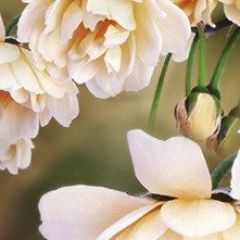 Кухонный фартук Цветы 066 МДФ матовый (3000) Flowers в Нефтекамске - neftekamsk.mebel24.online | фото
