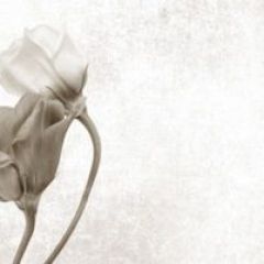 Кухонный фартук Цветы 069 МДФ матовый (3000) Flowers в Нефтекамске - neftekamsk.mebel24.online | фото