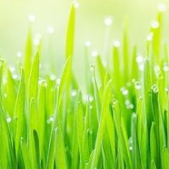 Кухонный фартук Цветы 290 МДФ матовый (3000) Flowers в Нефтекамске - neftekamsk.mebel24.online | фото