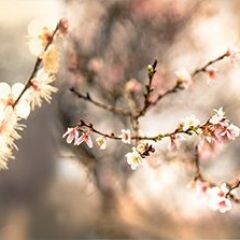 Кухонный фартук Цветы 317 МДФ матовый (3000) Flowers в Нефтекамске - neftekamsk.mebel24.online | фото