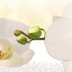 Кухонный фартук Цветы 328 МДФ матовый (3000) Flowers в Нефтекамске - neftekamsk.mebel24.online | фото